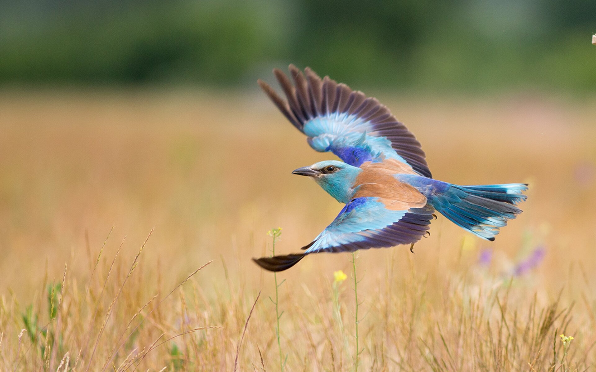 爵士蓝调中的即兴独奏，德罗赞关键时刻用连续得分打破黄蜂的节奏
