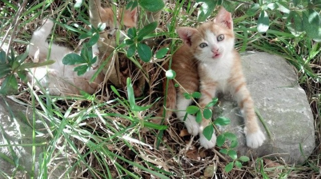 命运的十字路口，卡瓦哈尔的璀璨与几内亚的咆哮