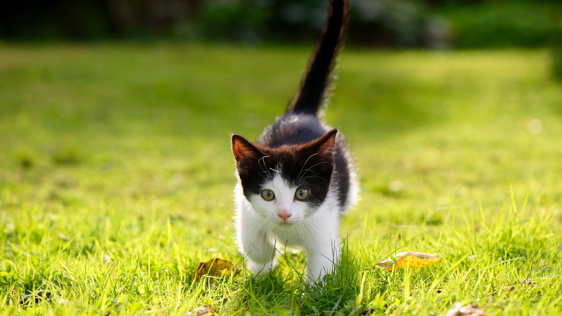 穆勒审判日,当拜仁利刃出鞘,阿根廷绝境逢走