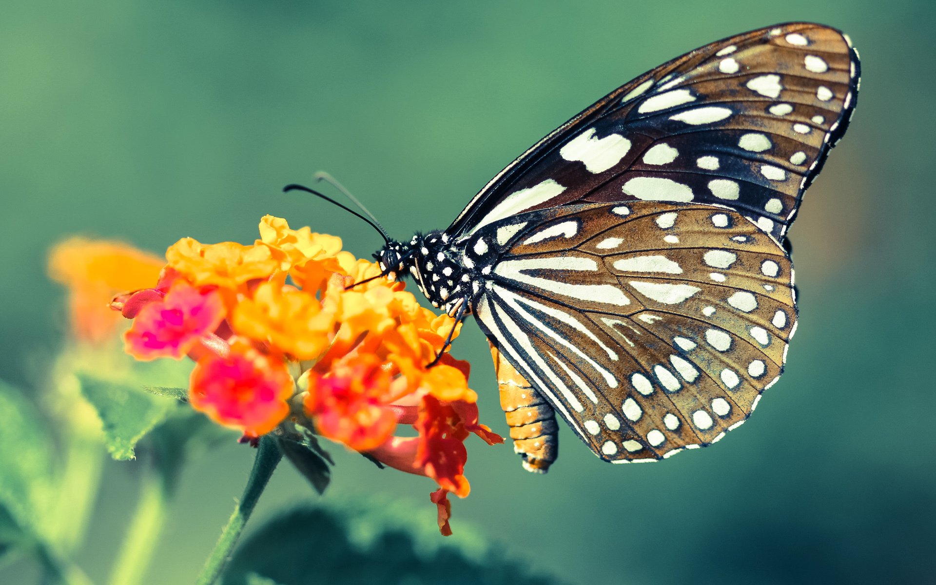 当东部决赛的预言，在平行时空轰然应验 勇士制霸篮网的终极想象