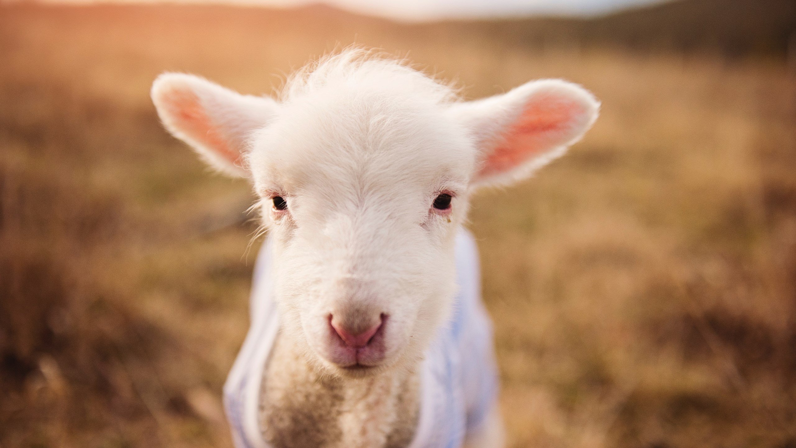 开云体育APP下载-跨越时空的硬仗,新疆爆冷湖人,德罗赞在世界杯接管比赛