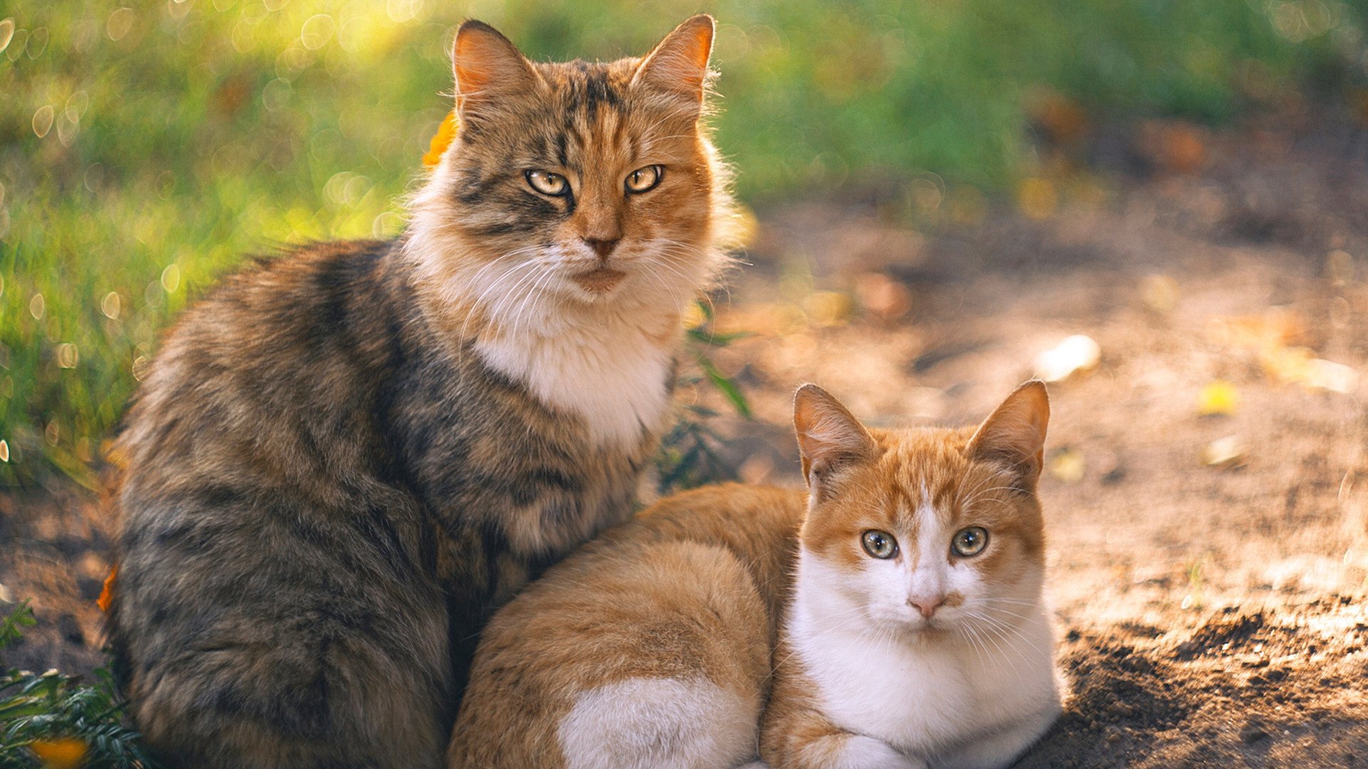 弗拉霍维奇新月式爆发!利物浦用双红会带走伊拉克的尊严?