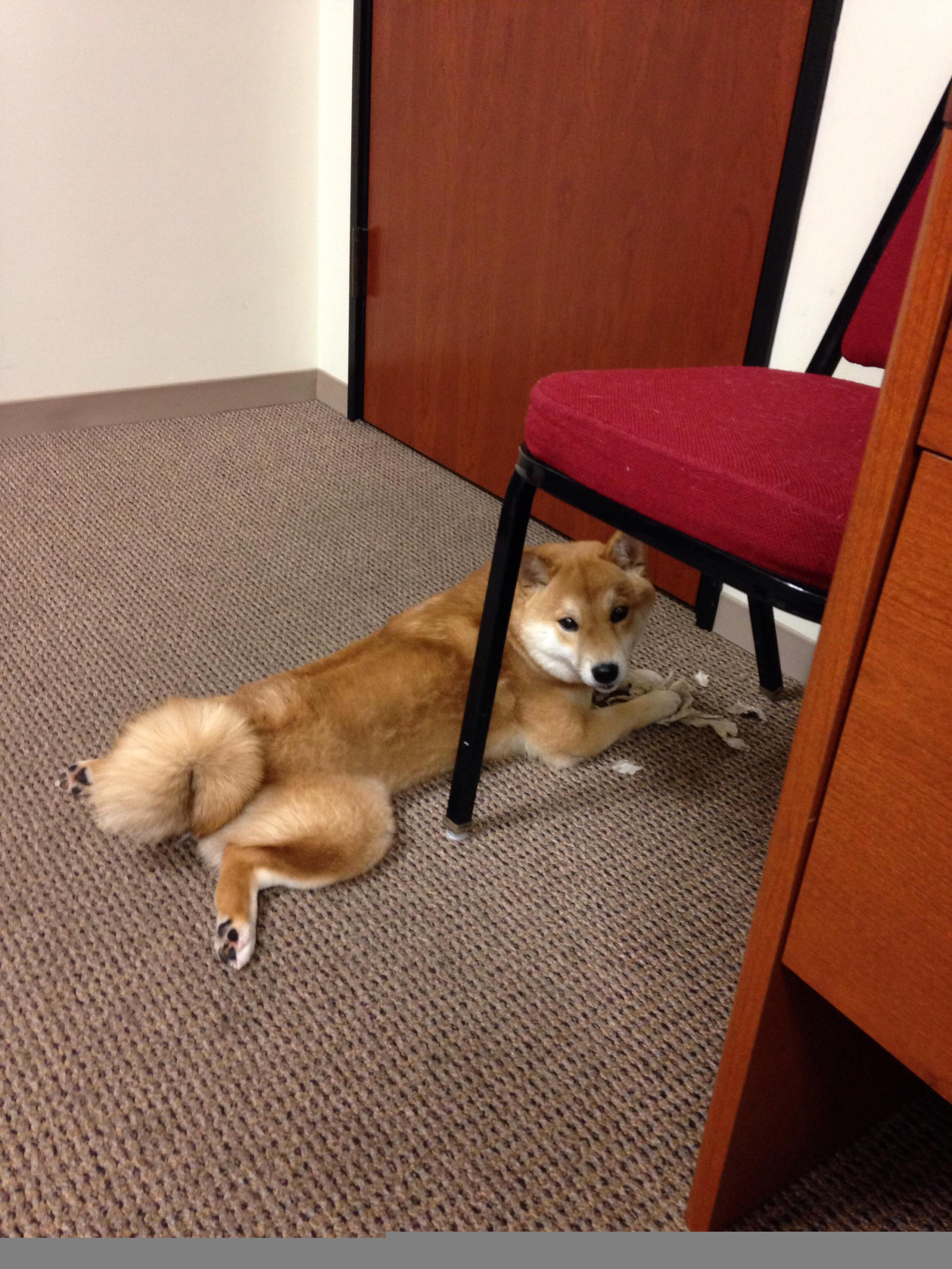 罗德里戈爆发，墨西哥足球的史诗之夜，三幕剧击败法国