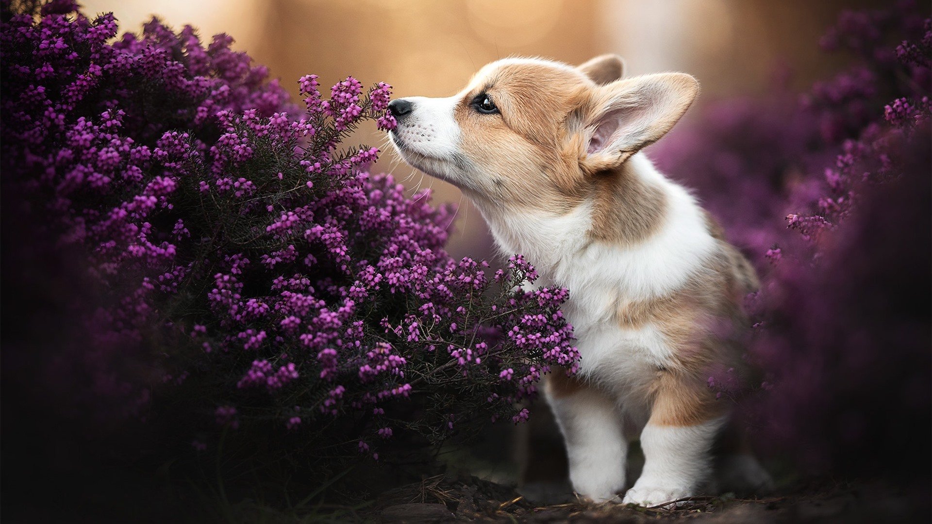 星火燎原，贝恩独揽30+引爆年度焦点之夜，带队逆境破局诠释领袖本色