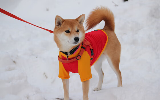 光芒与寒冰,维尼修斯伯纳乌加冕夜,冰岛雷克雅未克突围时